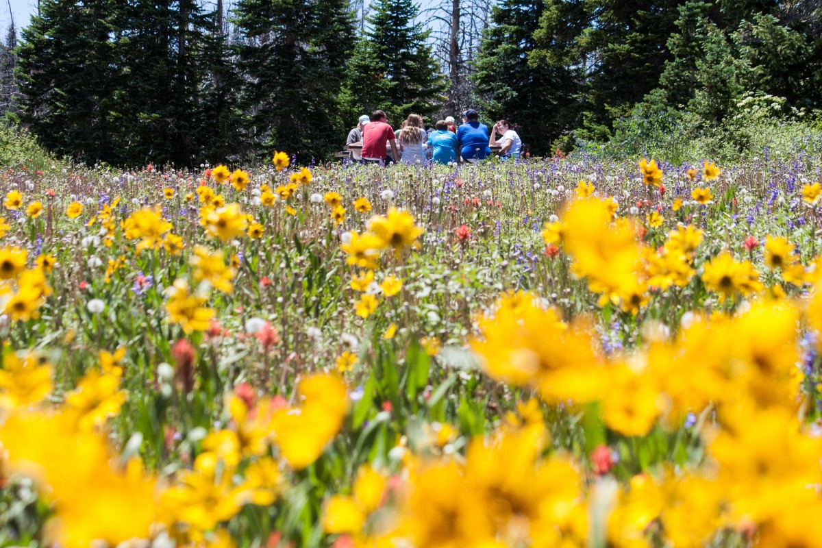 family picnics nature