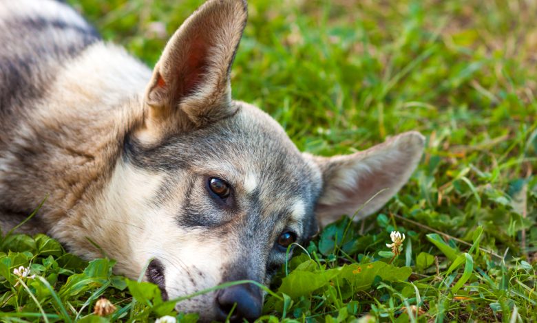 artificial grass for dogs