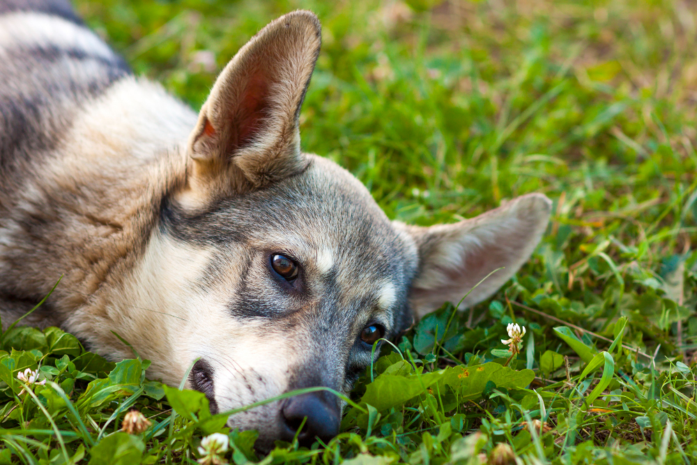 artificial grass for dogs