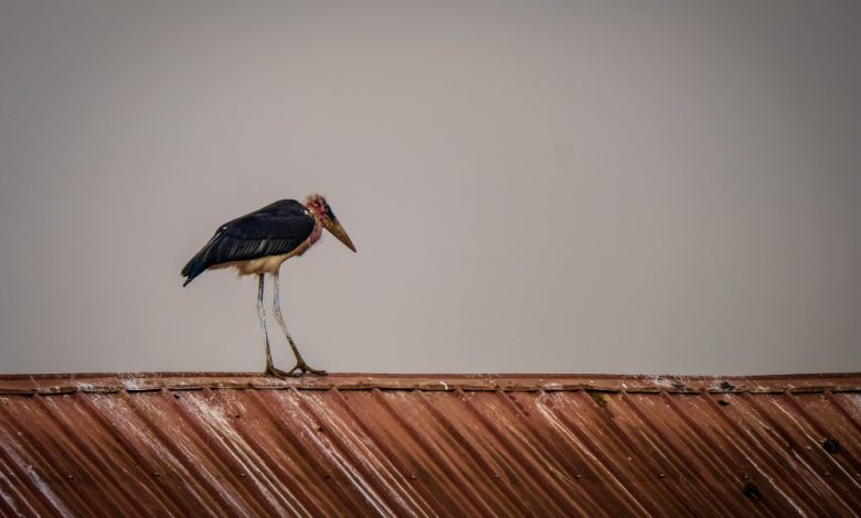 zoo roof restorations