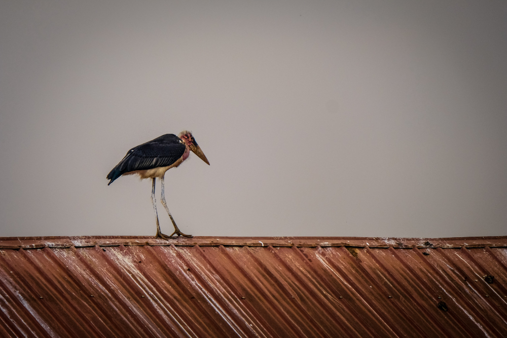 zoo roof restorations