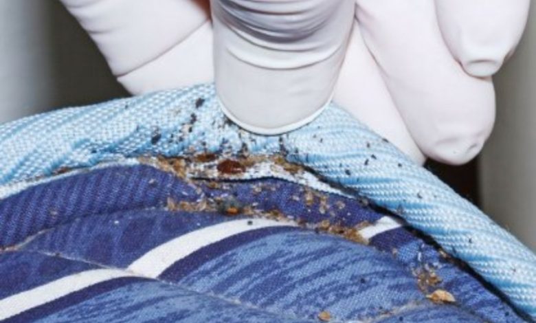 bed bug pest control near me