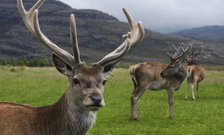 Calcium and Phosphorus For Deer