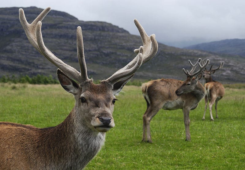 Calcium and Phosphorus For Deer