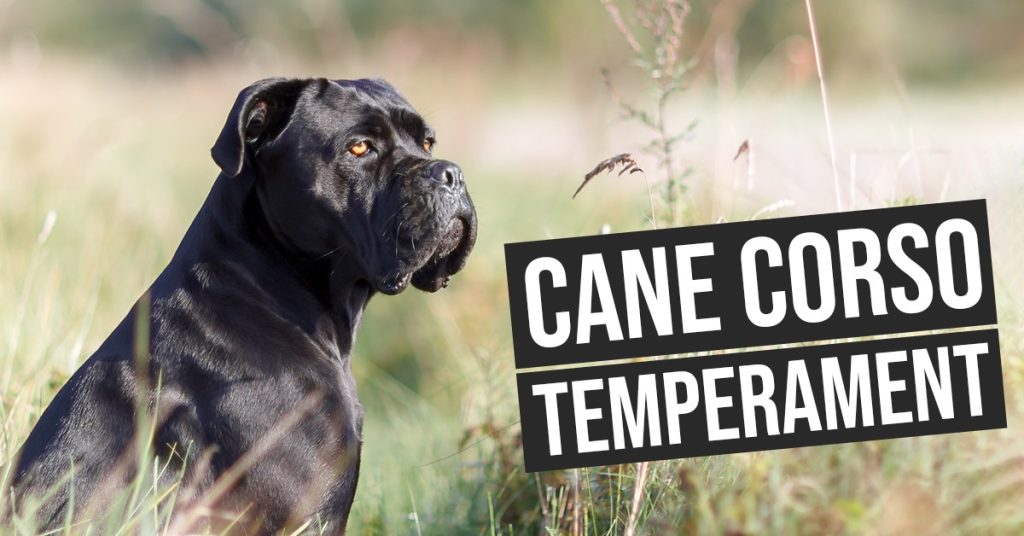 Cane Corso