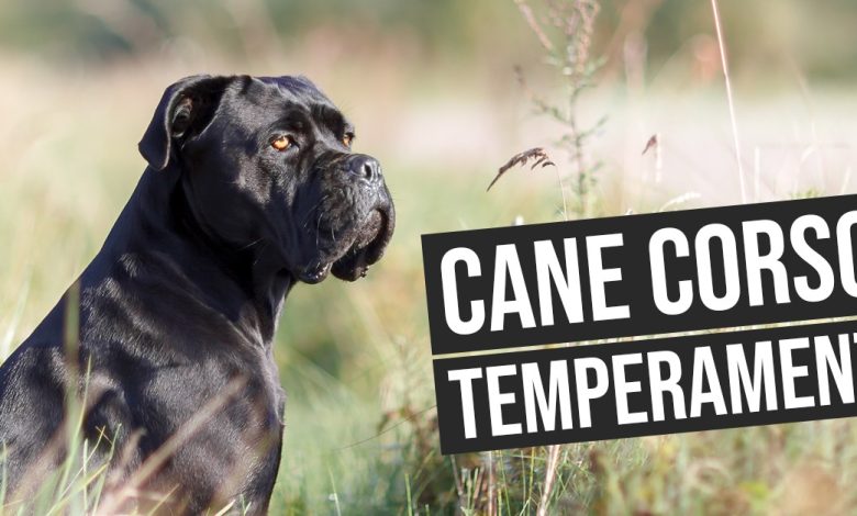 Cane Corso