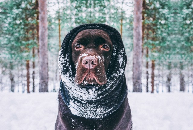 How To Your Dog Nice And Tidy During Winter