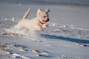 Winter Exercise Tips For Your Dog