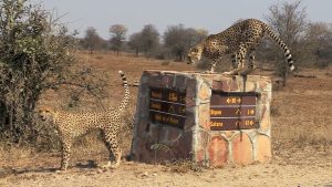 Kruger National Park, South Africa