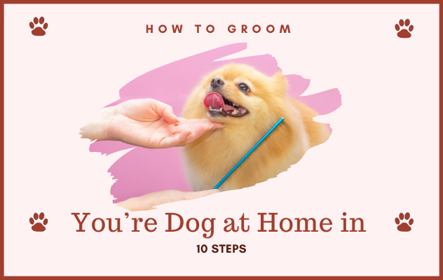 Dog Grooming service at Home in Delhi