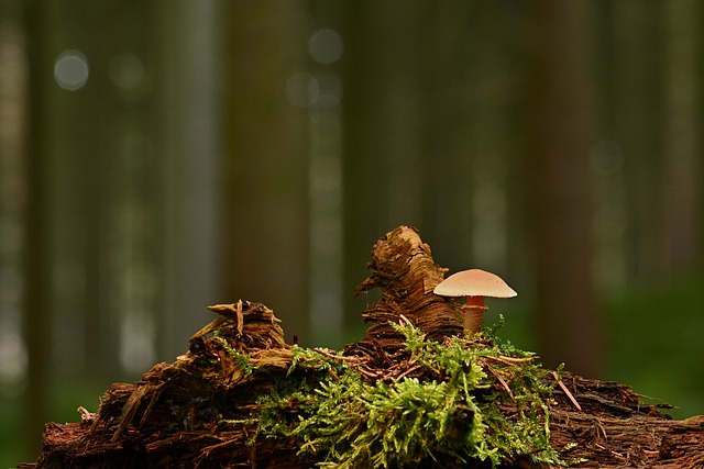 Growing Magic mushroom in woods