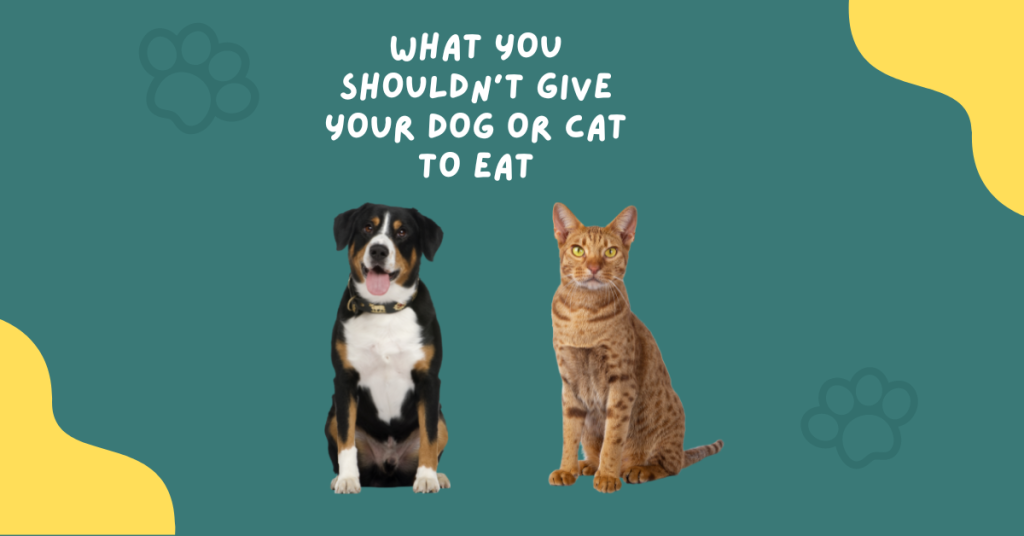 What you shouldn't give your dog or cat to eat