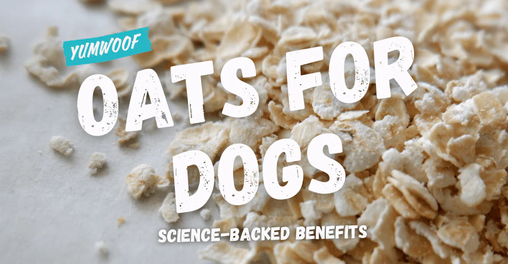 Oatmeal Safe for Dogs to Eat